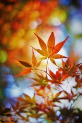 モミジのボケフォト