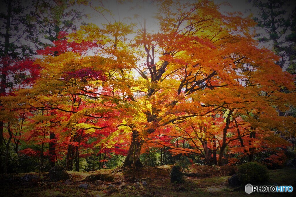逆光に輝く