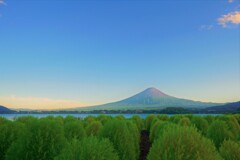 コキアと。。。１