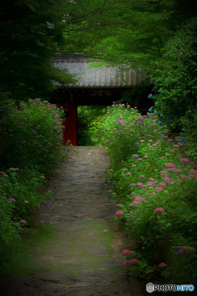 あじさい寺2015