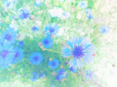 ヤグルマソウ