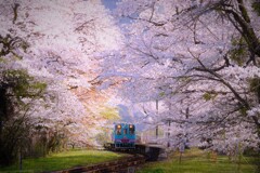 桜色に染まる駅５