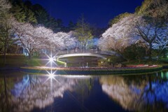 Flower park reflection2