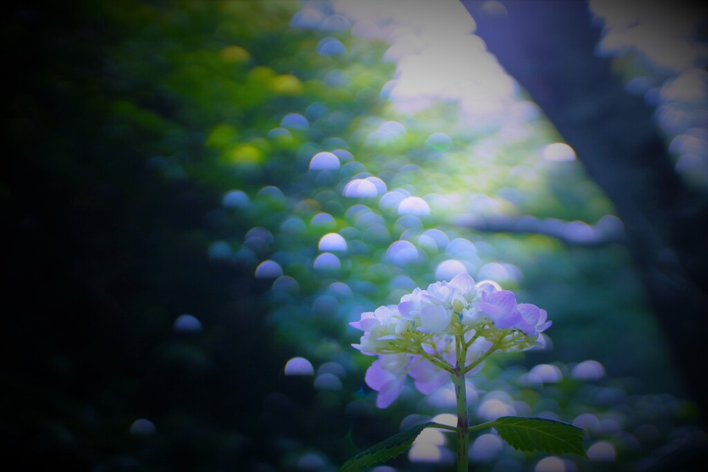 玉ボケの降り注ぐ朝１