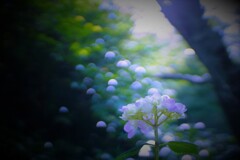 玉ボケの降り注ぐ朝１