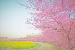 桜色の並木道