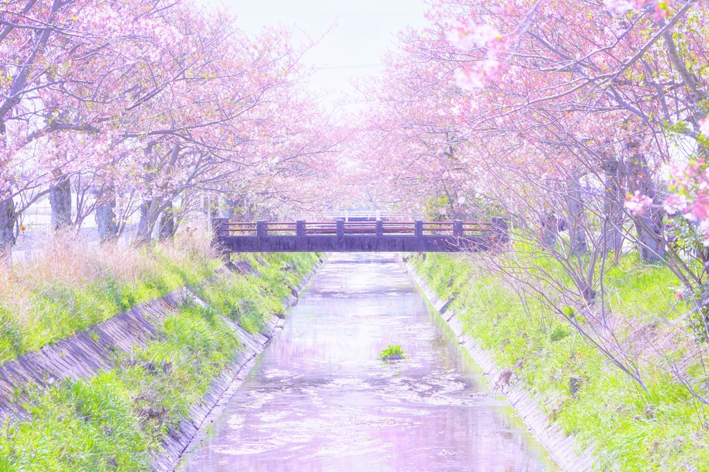 逆光の桜橋２