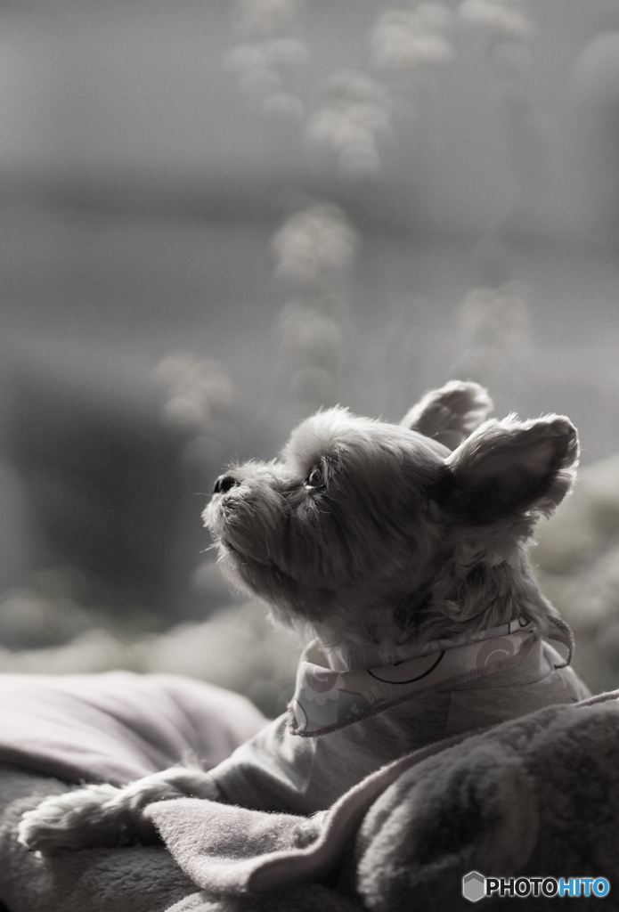 物思いにふけってます