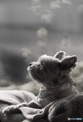 物思いにふけってます