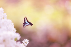 花駆けるアゲハ