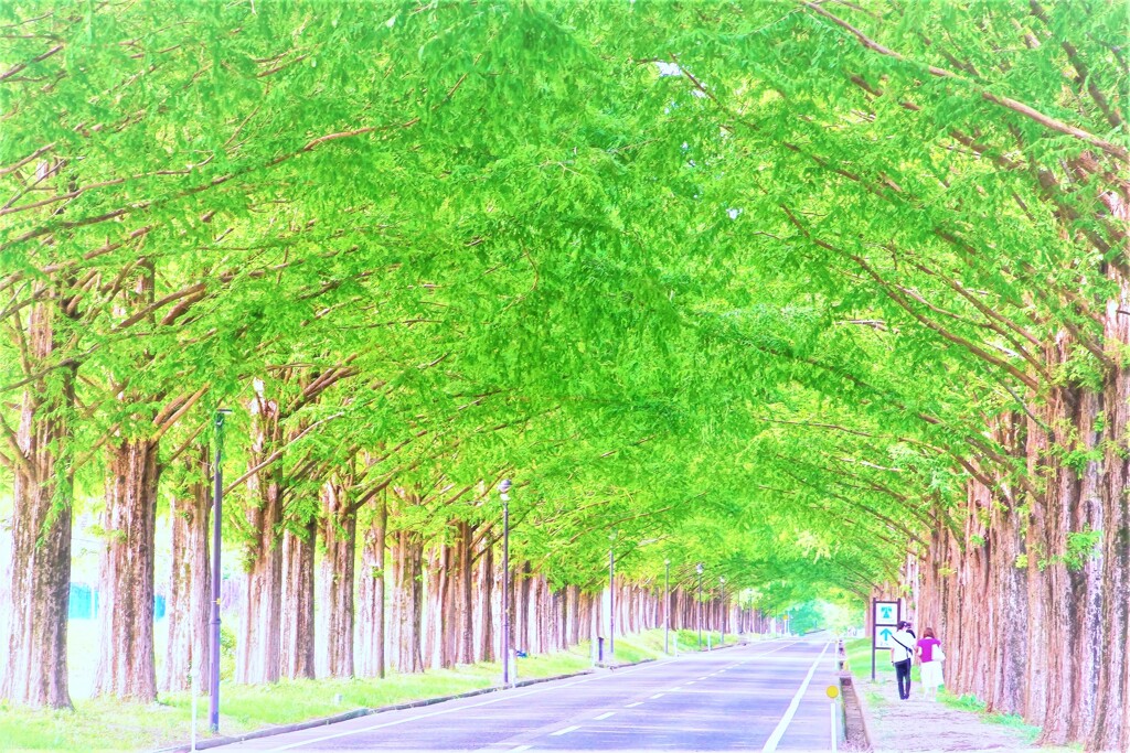 セコイア並木３