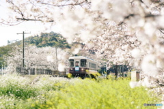 春の駅舎　停車中１