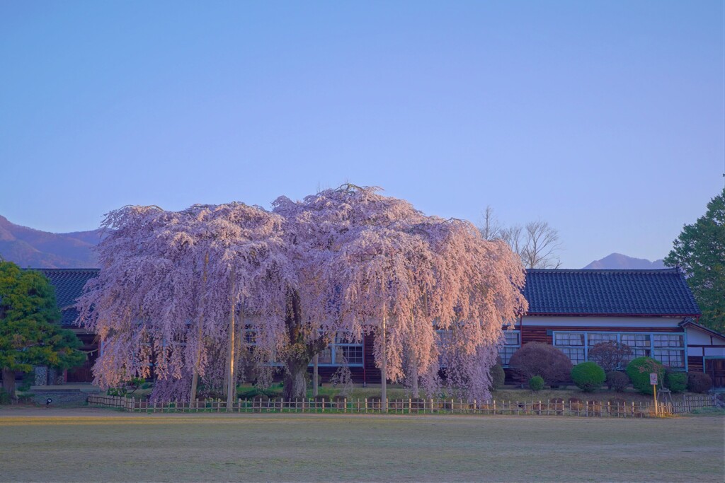 校舎と桜