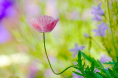 にょきっとポピ－