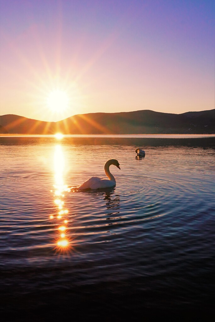 Sunrise swan