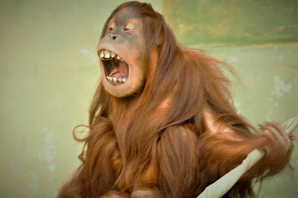 ウ－タン劇場その２　ぶえっくしょん！