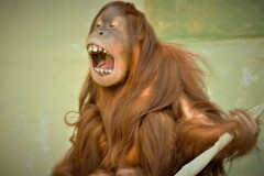 ウ－タン劇場その２　ぶえっくしょん！