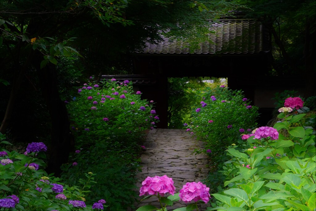 あじさい寺２０２２