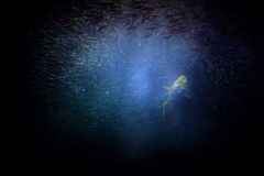 青い世界の社会構造