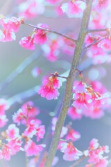 掛川桜