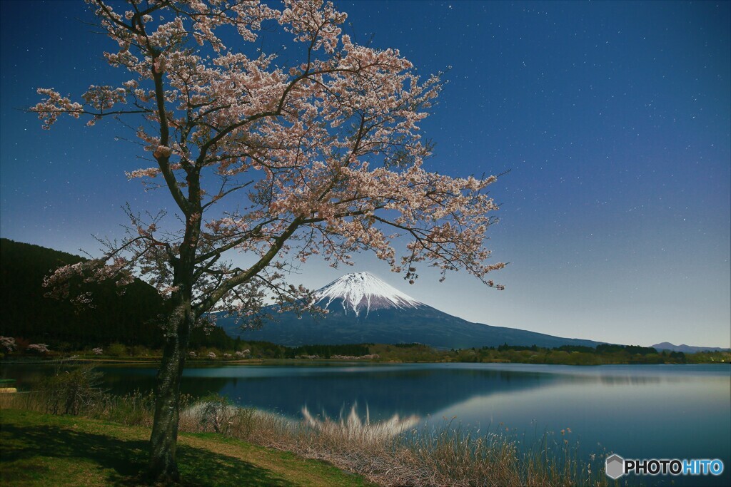 月光下の湖畔の桜