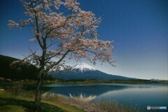 月光下の湖畔の桜