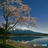 月光下の湖畔の桜