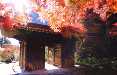 遠州普門寺紅葉２