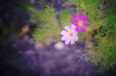 日陰のコスモス