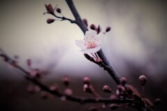 アーモンどう？