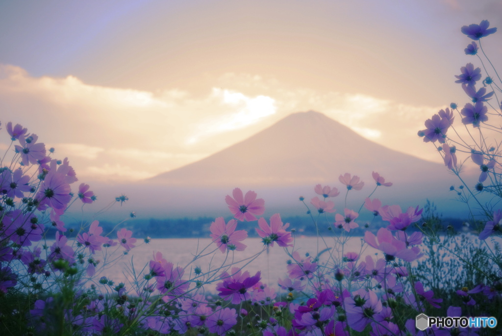 風に揺れる紫色の夕暮れ