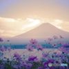 風に揺れる紫色の夕暮れ