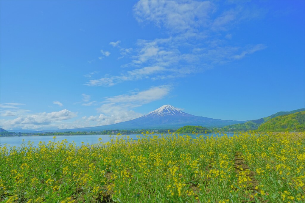 菜の花と。。。
