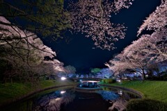 春の夢の続き１