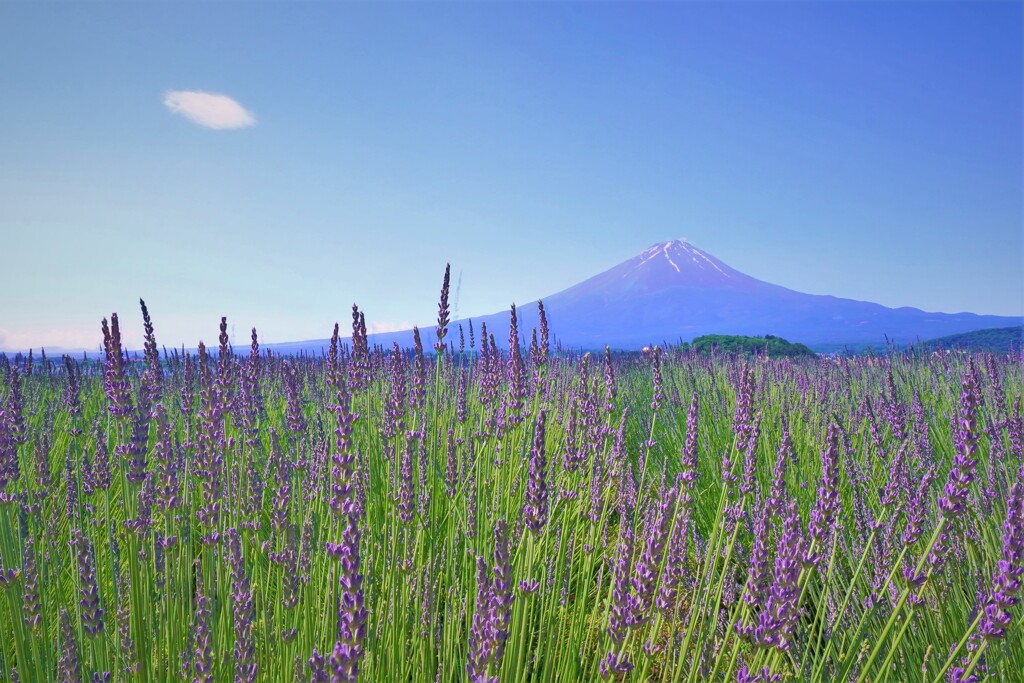 ちょっと早目のラベンダ－