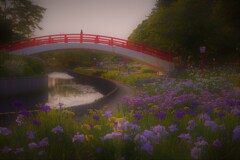 夕刻の菖蒲園