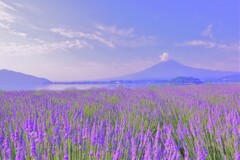 ラベンダ－と。。。２