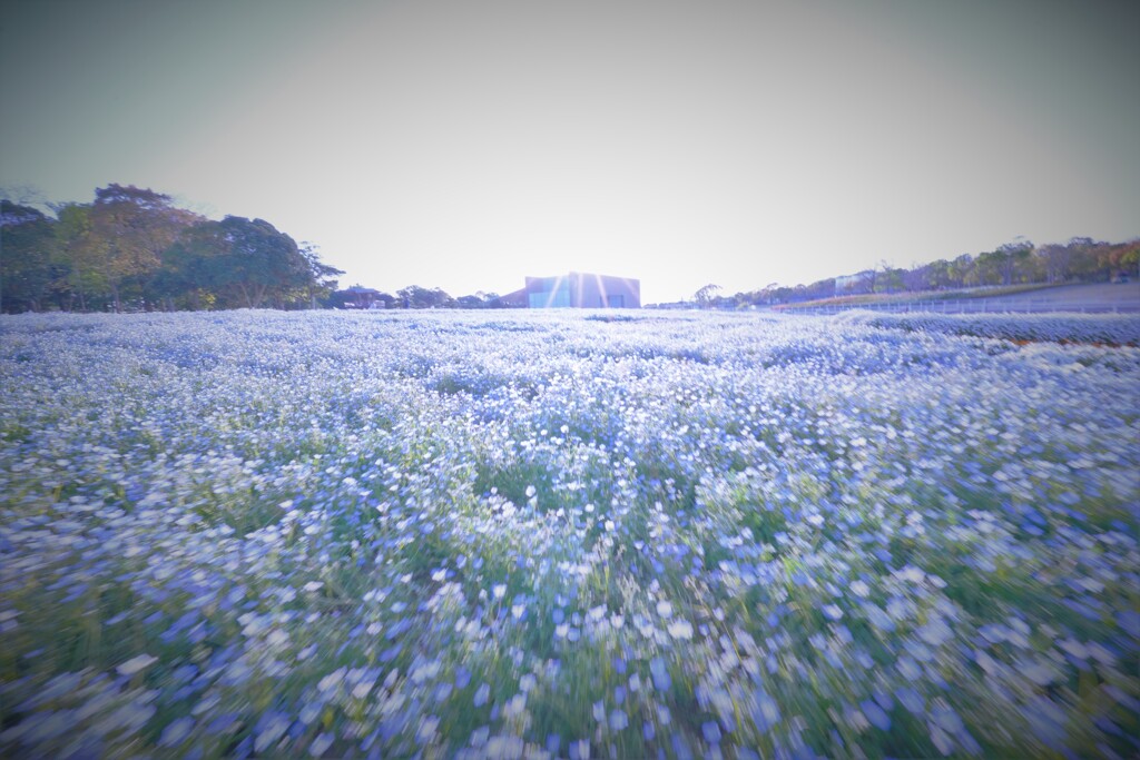 ネモフィラの丘１