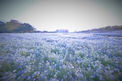 ネモフィラの丘１