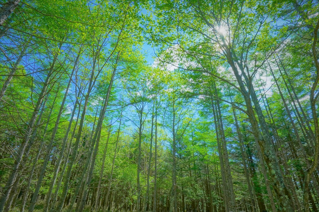 新緑の森