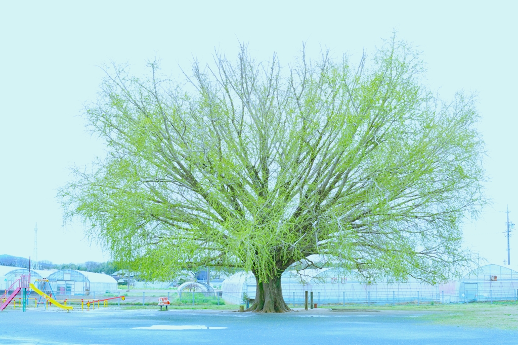 萌黄色（もえぎいろ）の時