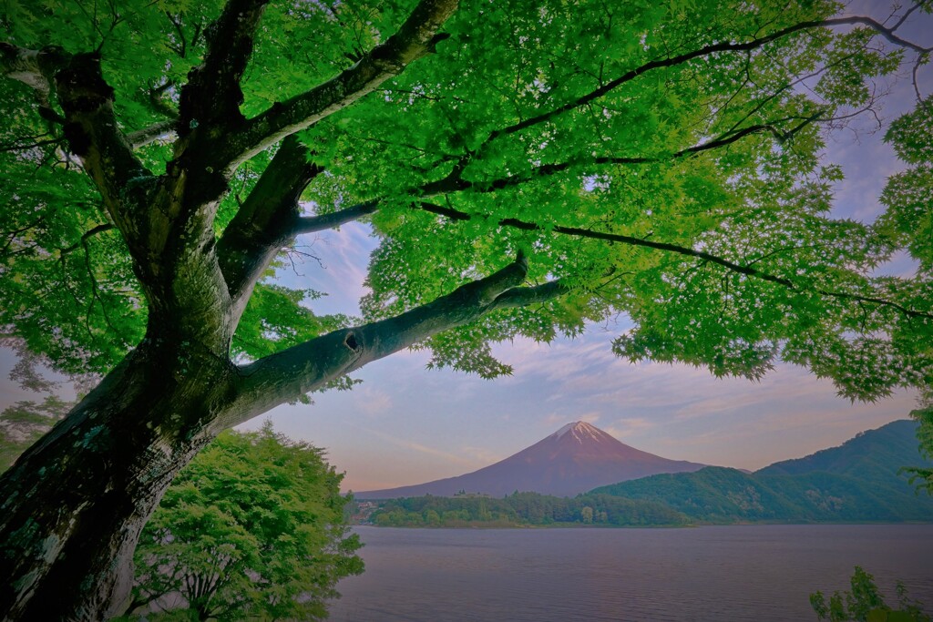 もみじトンネル　５月