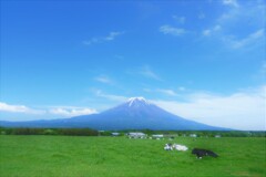 牛くんたちの優雅な一日