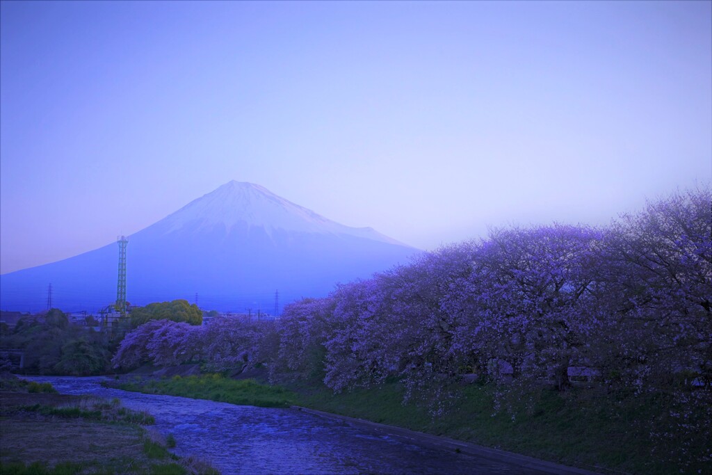 4月の潤井川の朝