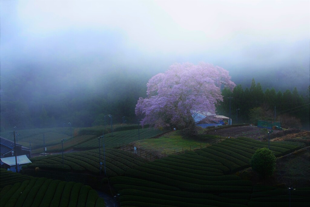 霧に佇む名木