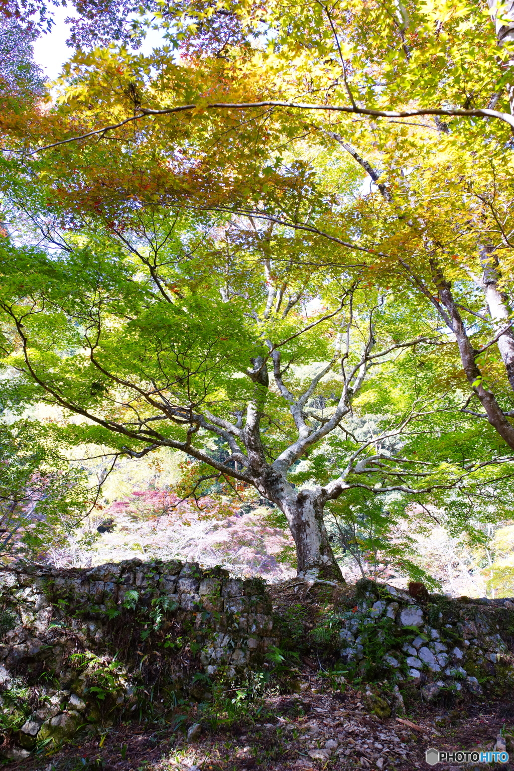 紅葉の初期