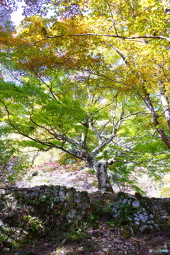 紅葉の初期