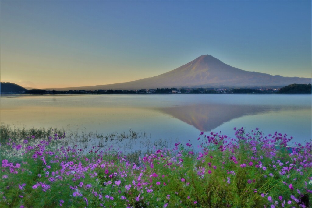 湖畔のコスモス２