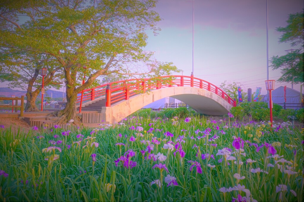 夕刻の菖蒲園２