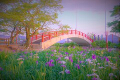 夕刻の菖蒲園２